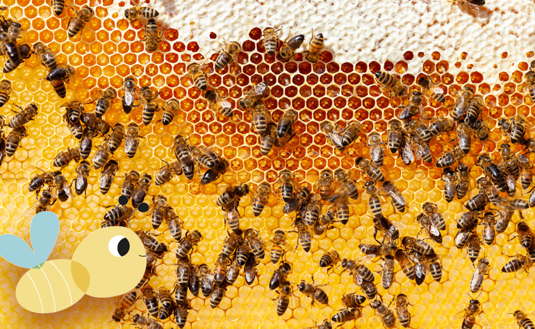 La abeja: La vida en las colmenas. 